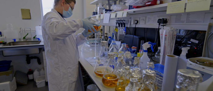 Person wearing white lab coat, blue gloves and blue face mask poring coloured liquid into a container. Lab bench is full of conical flasks with coloured liquid in it.