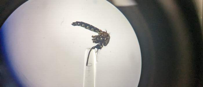 Image taken down a microscope of a mosquito secreting saliva down a tube.