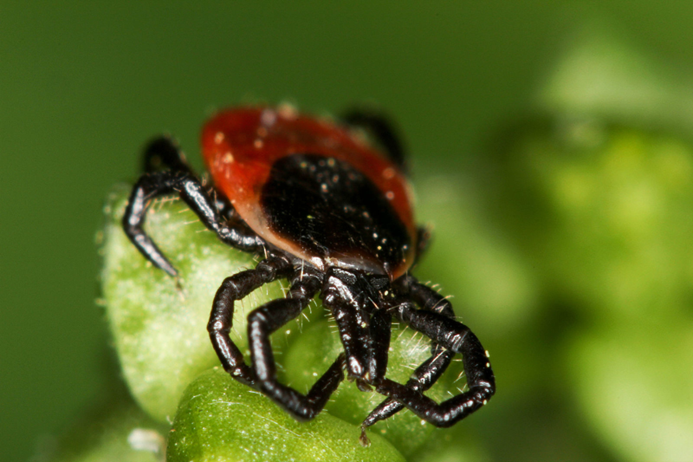 Picture of a bug