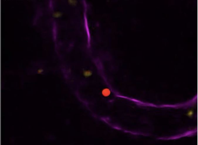 picture of a cell in the microscope