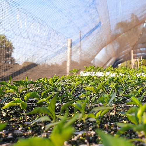 Picture of a field