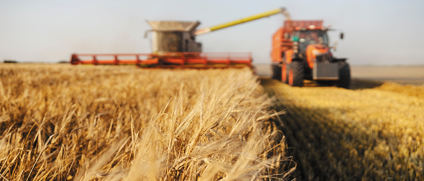 Cereal crop being harvested