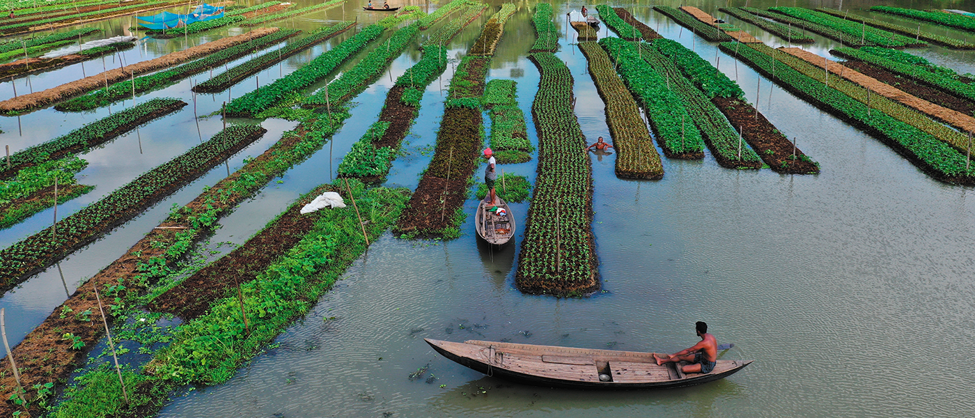 Bangladeshi Farmers cultivating various types of vegetables