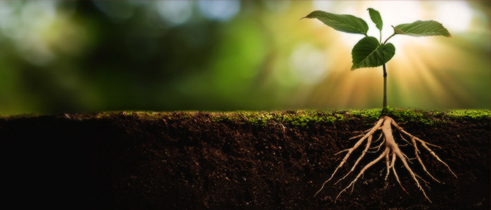 a small plant with shoots above the ground and roots spreading through the soil beneath.