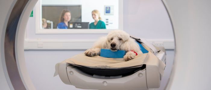 Dog going through an MRI machine in the Small Animal Hospital