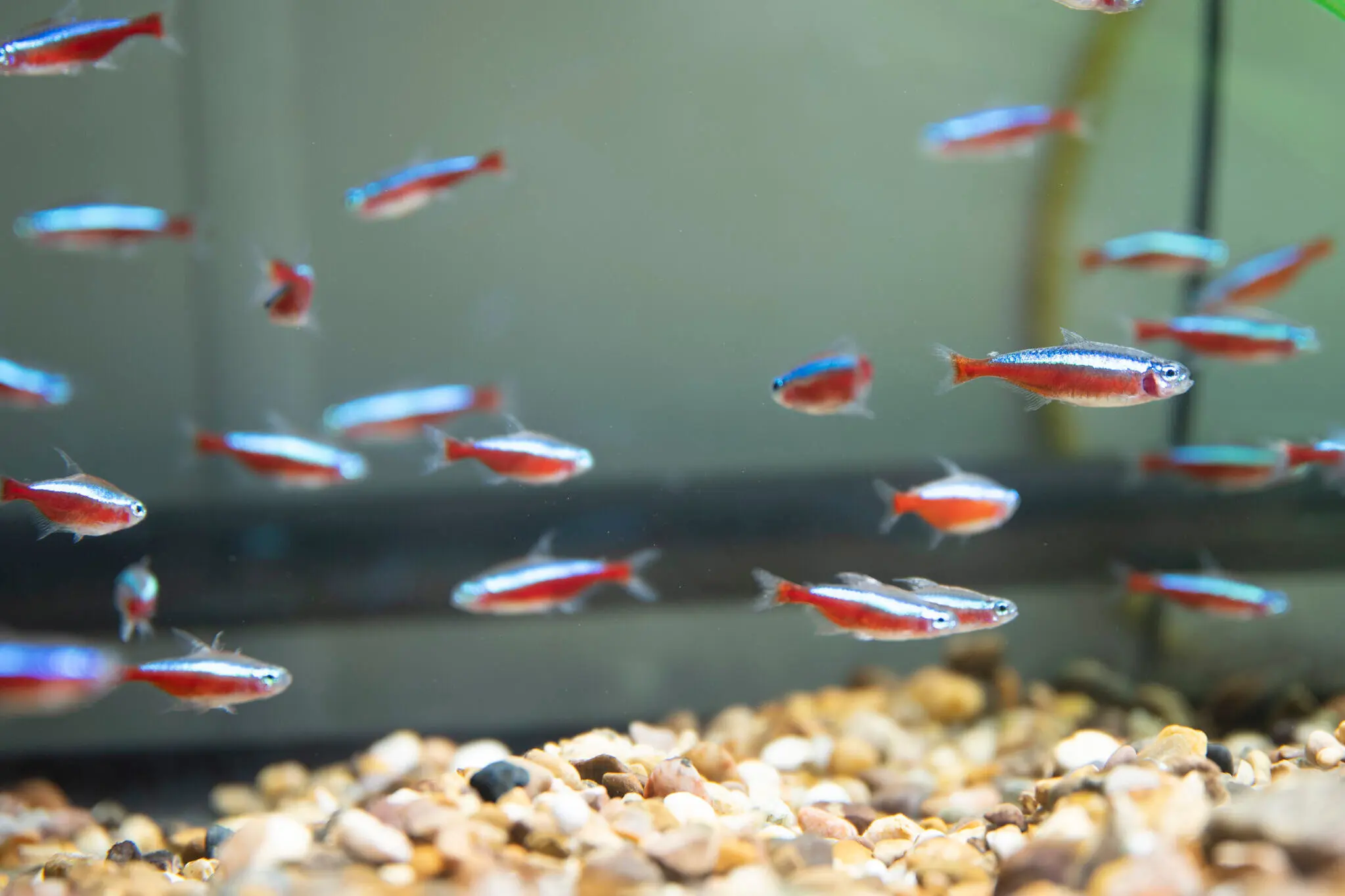 Tropical fish swimming in a tank