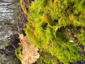 Green moss in Loch Lomond woods - Glittering Wood Moss