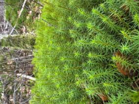 Close-up of Irish Moss in Loch Lomond