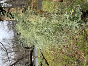 Beard Lichens on a tree in Winter, Loch Lomond