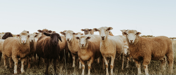 Photo of sheep in front of a pale blue sky