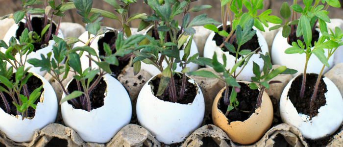 Plants growing from eggshells sitting in a carton