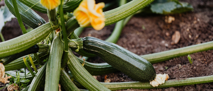 Courgettes