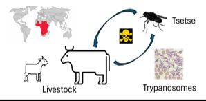 Image of a cow