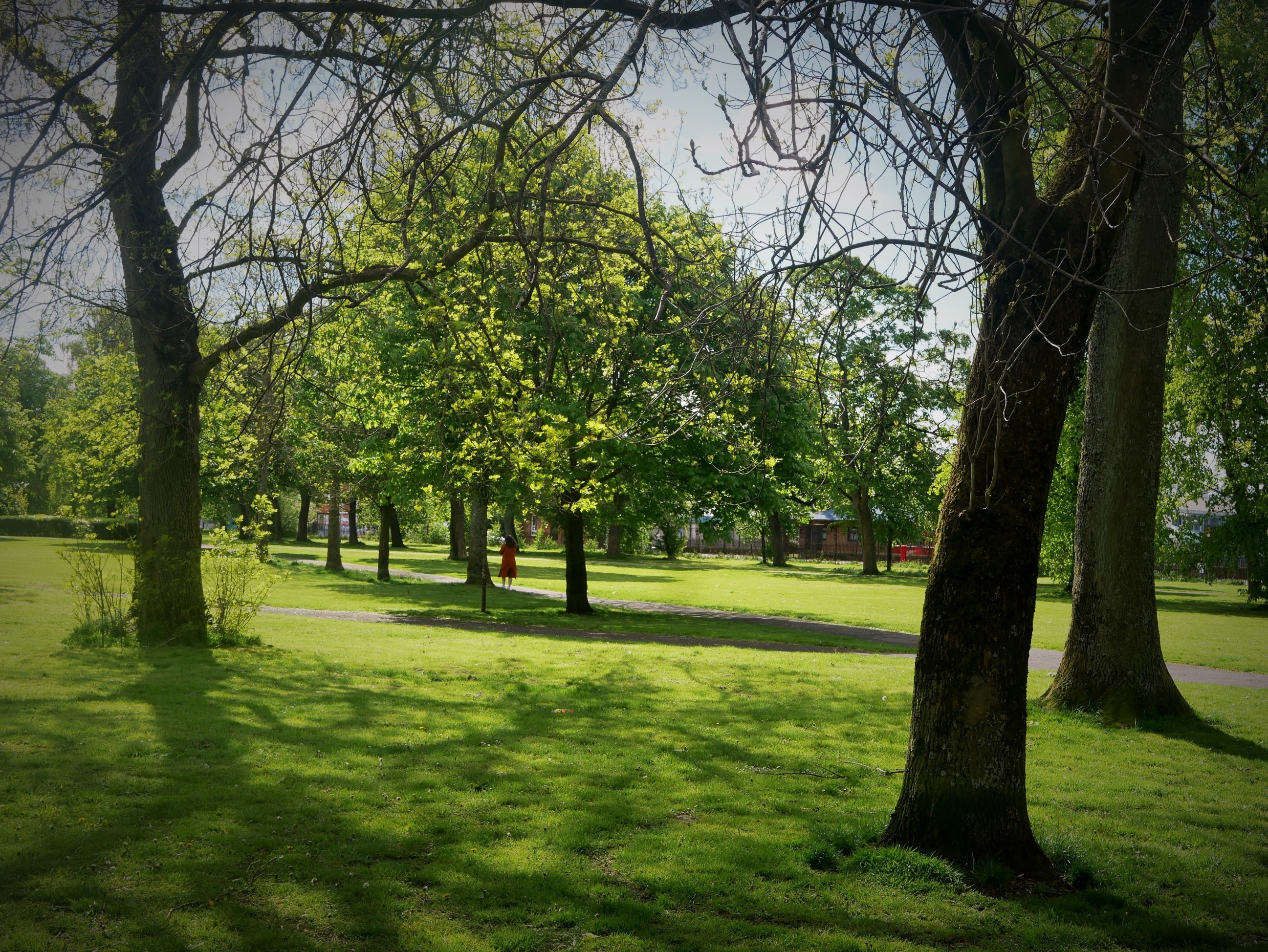 Park with trees