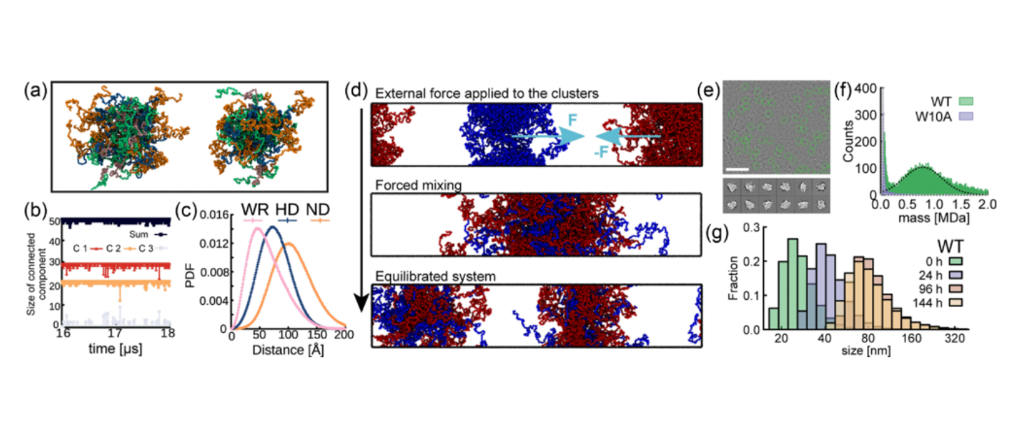 A multipanel figure showing simulated interactions between Nanog proteins, a cryo-EM micrograph and classes, mass photometry and dynamic light scattering data