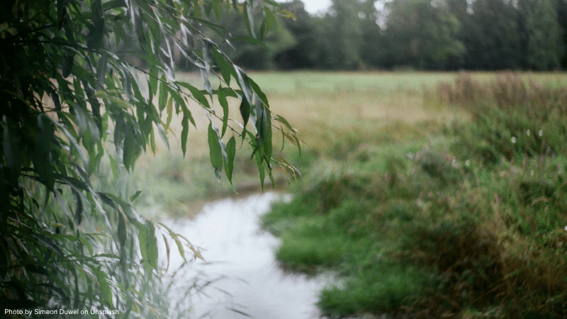 A small stream running through a green field