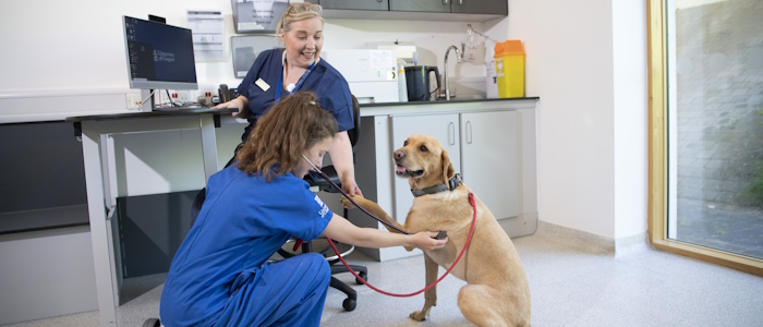 Two vets with a dog