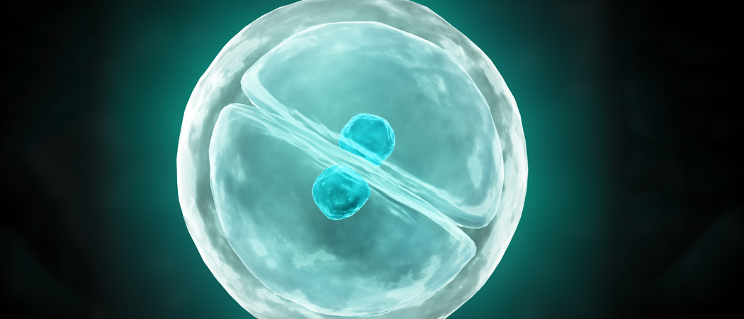 A cell division process - scientific illustration