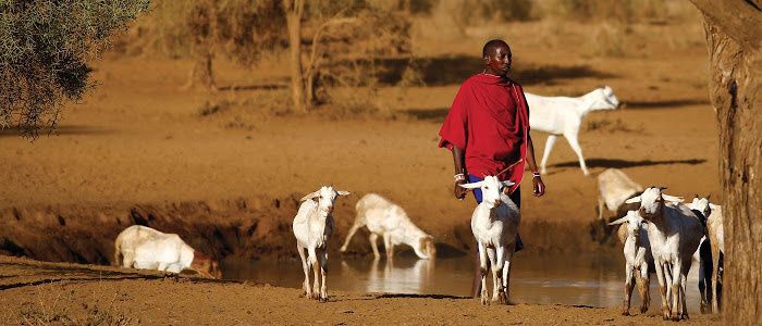 Farmer with his livestock on Africans plains