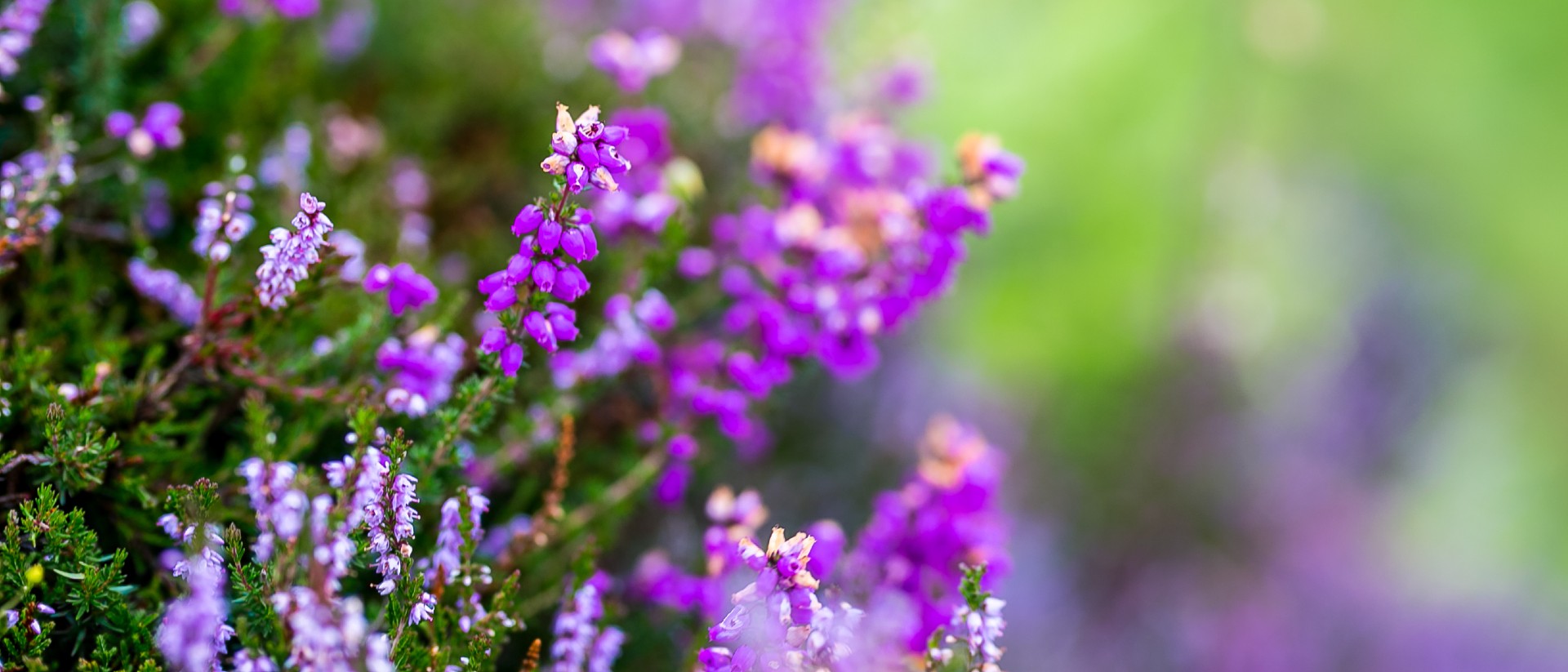 Close up of purple heather with green leave