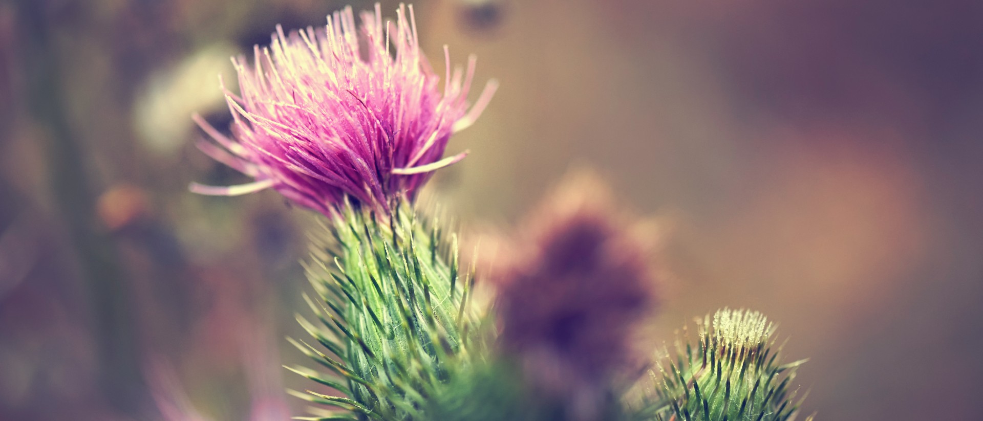 Close up of thistle bloom