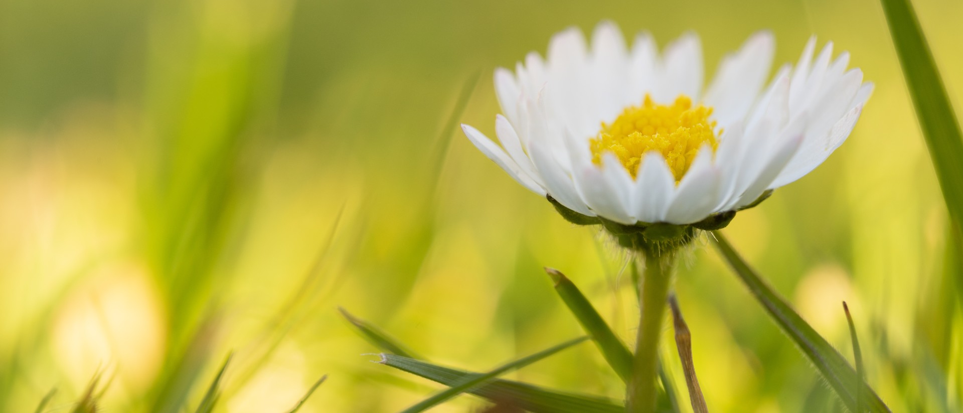 Close up of a daisy in grass