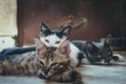Three cats lying on the floor. 