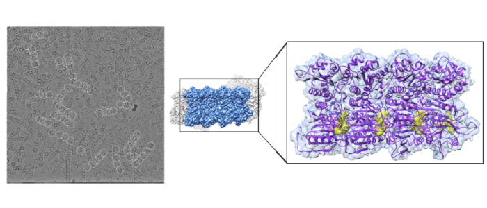 Electron micrograph of TIR-SAVED, and a segment of the cryo-EM reconstruction