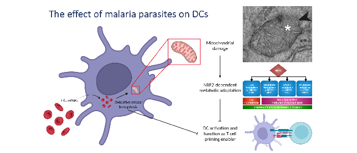 Research image