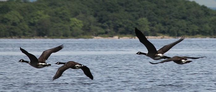 Flock of geese flying over Loch Lomond