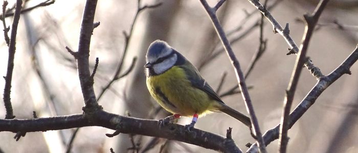 Blue tit bird perched on a tree branch on a winter morning