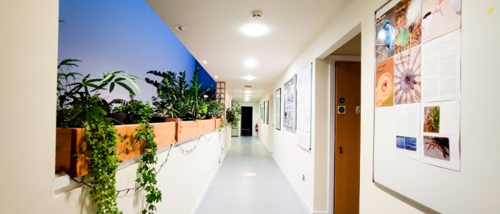 Maitiland corridor with plants featured on the left