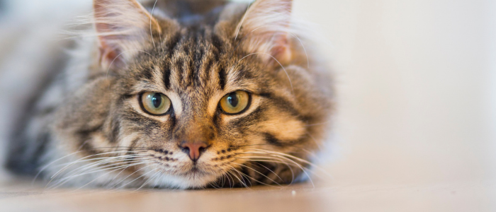 Stock image of cat staring at viewer.