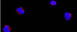 Image of a virus