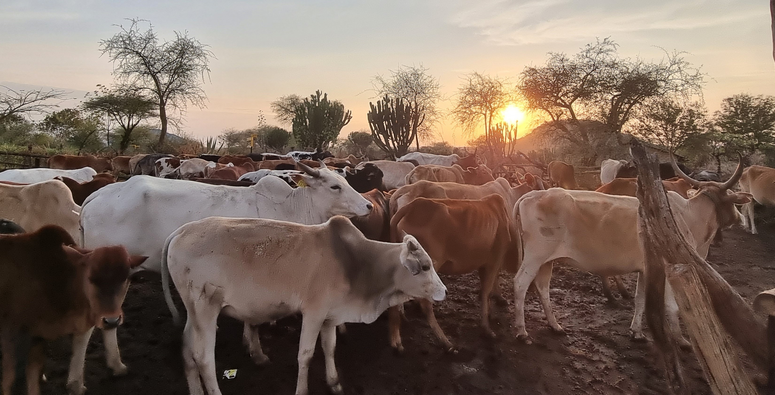 Image of a cow