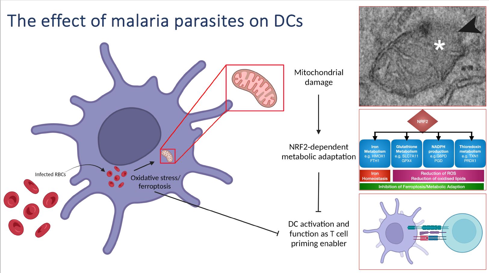 Diagram of virus spread