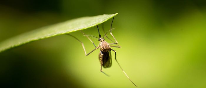 Image of an insect