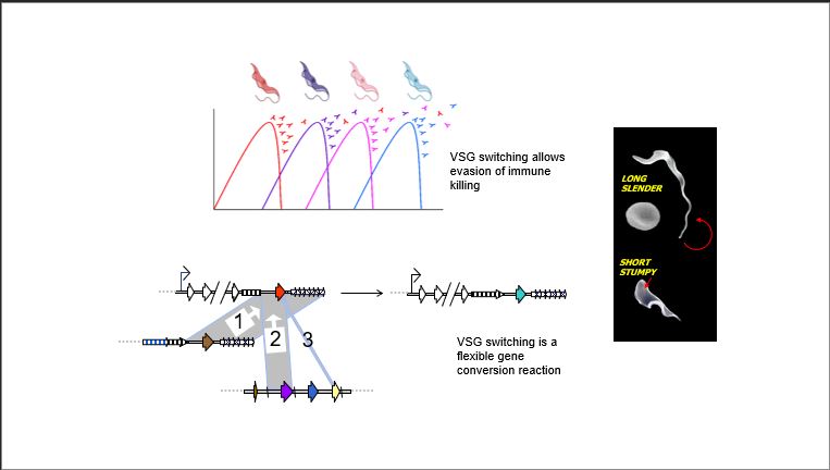 A diagram of a virus 